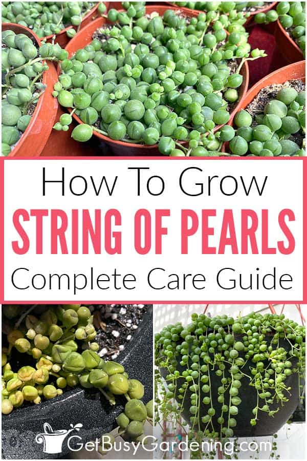 How To Grow String Of Pearls Complete Care Guide