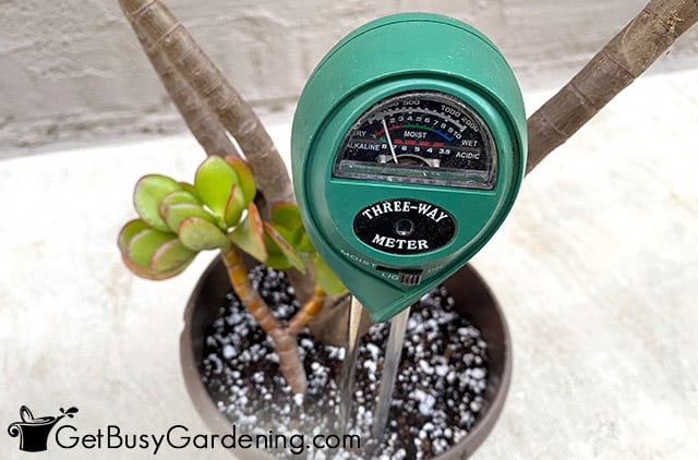 Testing jade plant soil with a pH meter