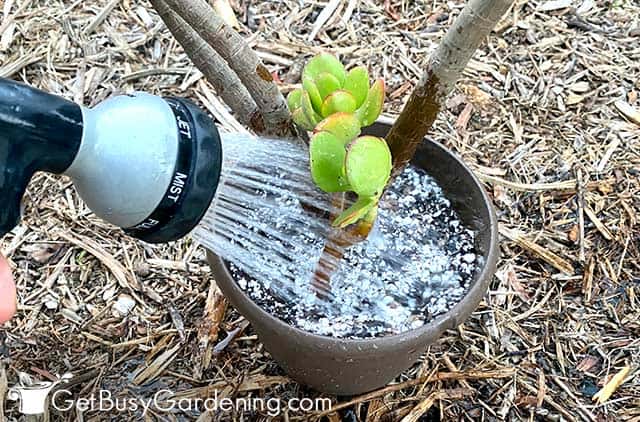 Watering a jade plant with the hose