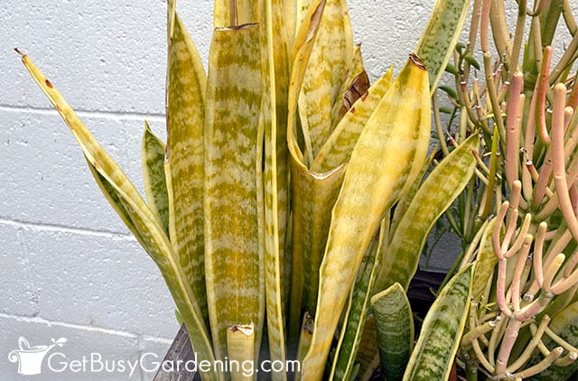Yellow leaves on overwatered snake plant