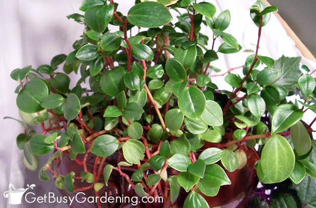 Beautiful green peperomia with red stems