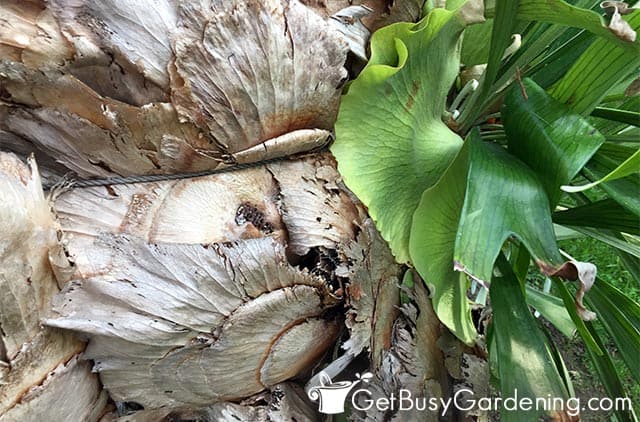 Brown basal fronds on an old staghorn fern