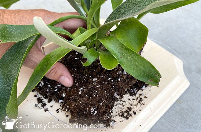 Centering potted staghorn fern on a mounting board