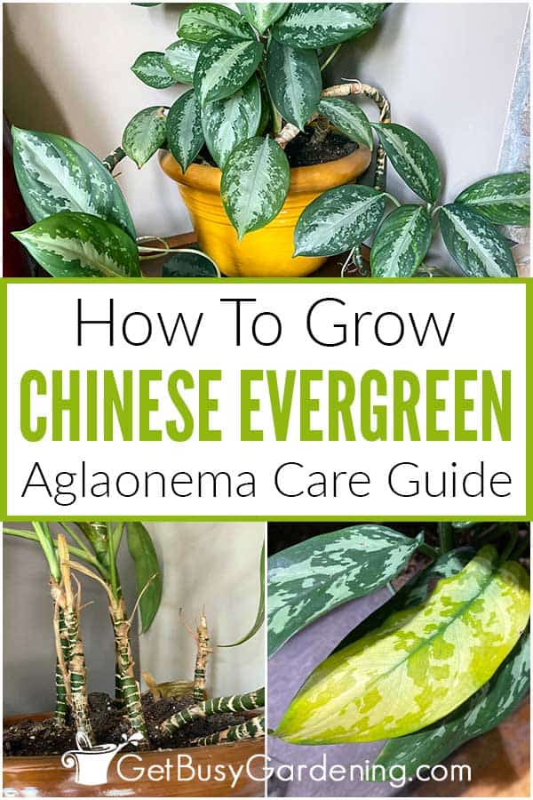 How To Grow Chinese Evergreen Aglaonema Care Guide