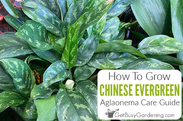 How To Care For Chinese Evergreen (Aglaonema)