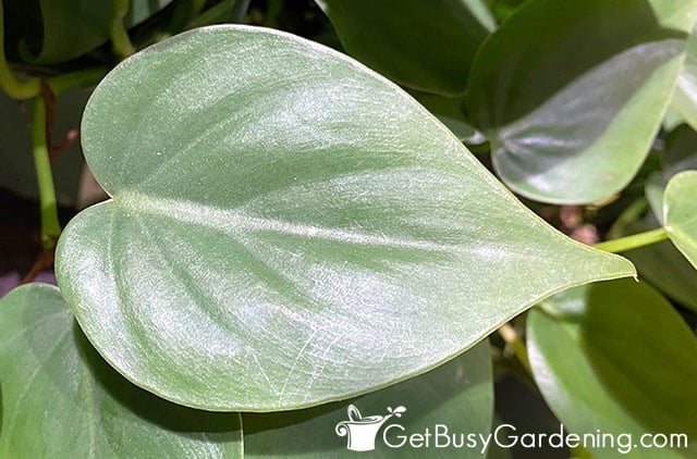 Closeup of heart shaped philodendron hederaceum leaf
