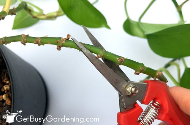 Cutting pothos vines to propagate