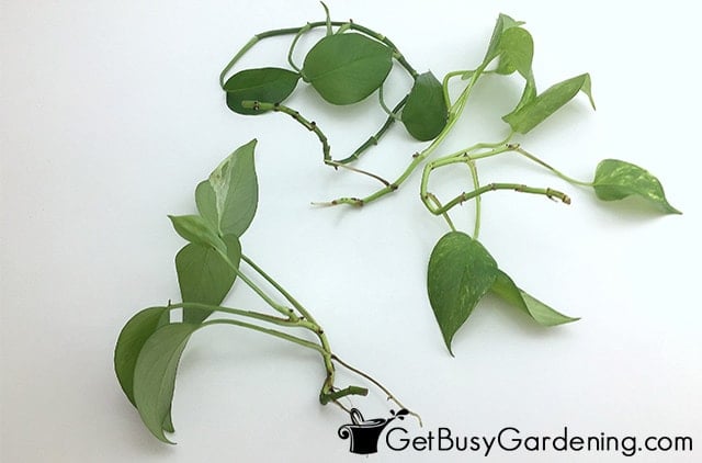 Devil’s ivy cuttings with new roots