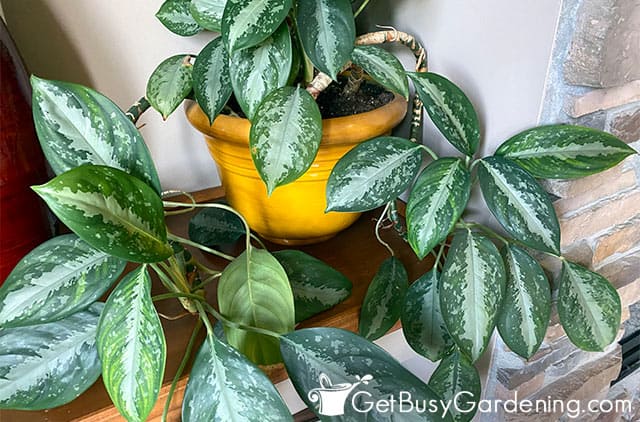 Healthy Chinese evergreen with rounded leaves