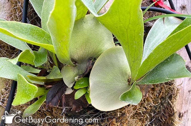 Healthy new staghorn fern fronds