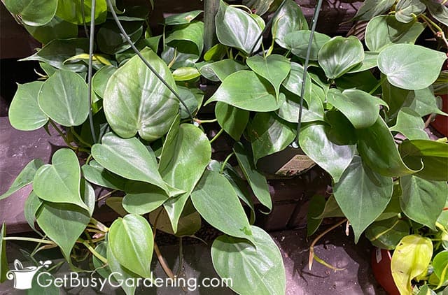 Healthy philodendron hederaceum in hanging baskets