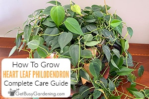 How To Care For Heart Leaf Philodendron (Philodendron hederaceum)