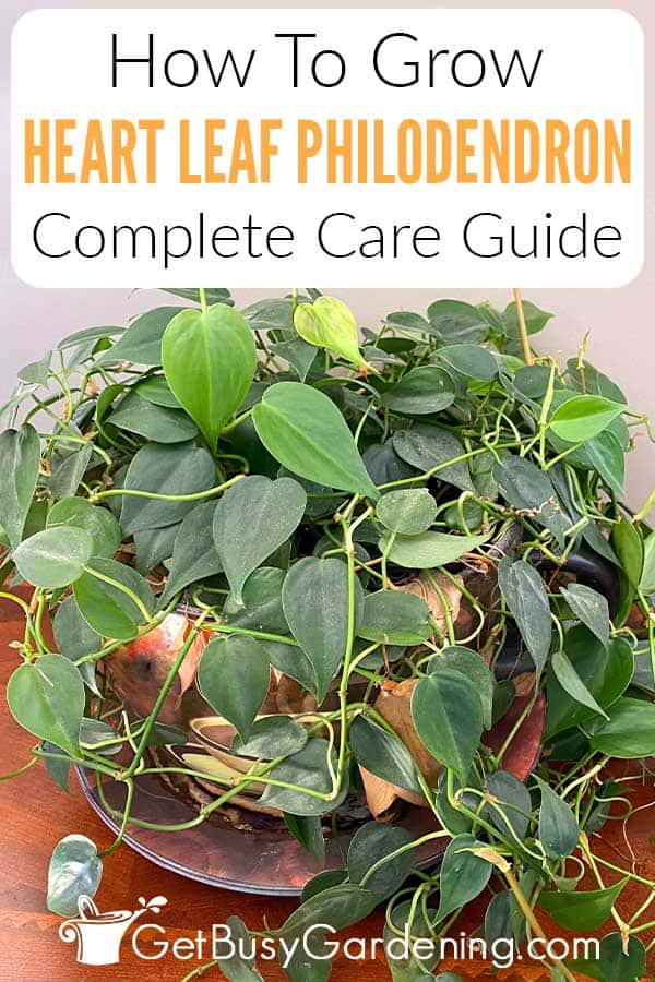How To Grow Heart Leaf Philodendron Complete Care Guide