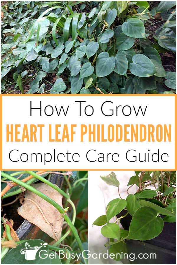 How To Grow Heart Leaf Philodendron Complete Care Guide