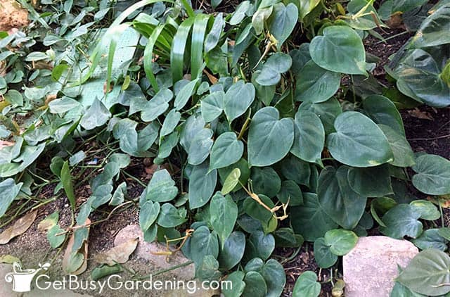 Heart leaf philodendron growing outside