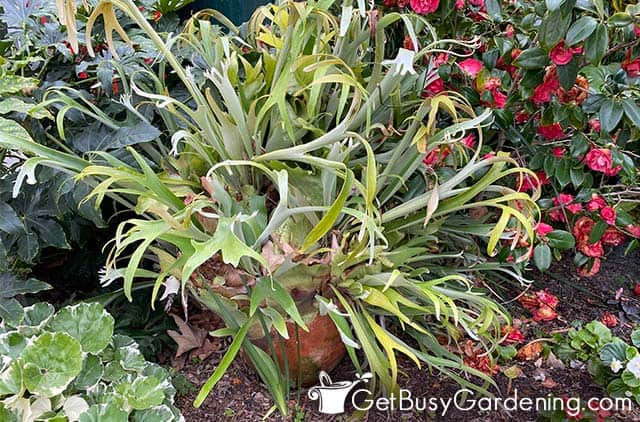 Large staghorn fern growing in a pot