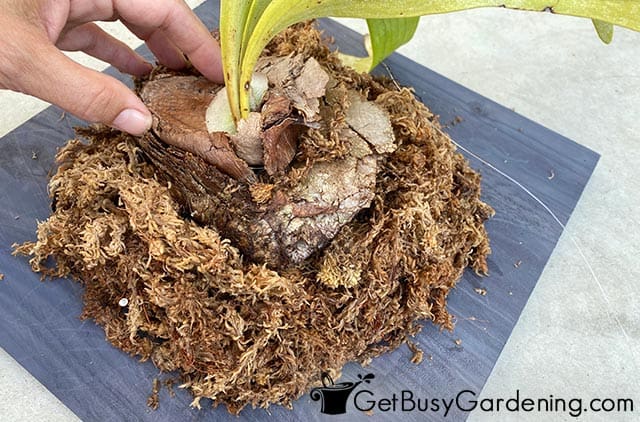 Mounting a bare root staghorn fern