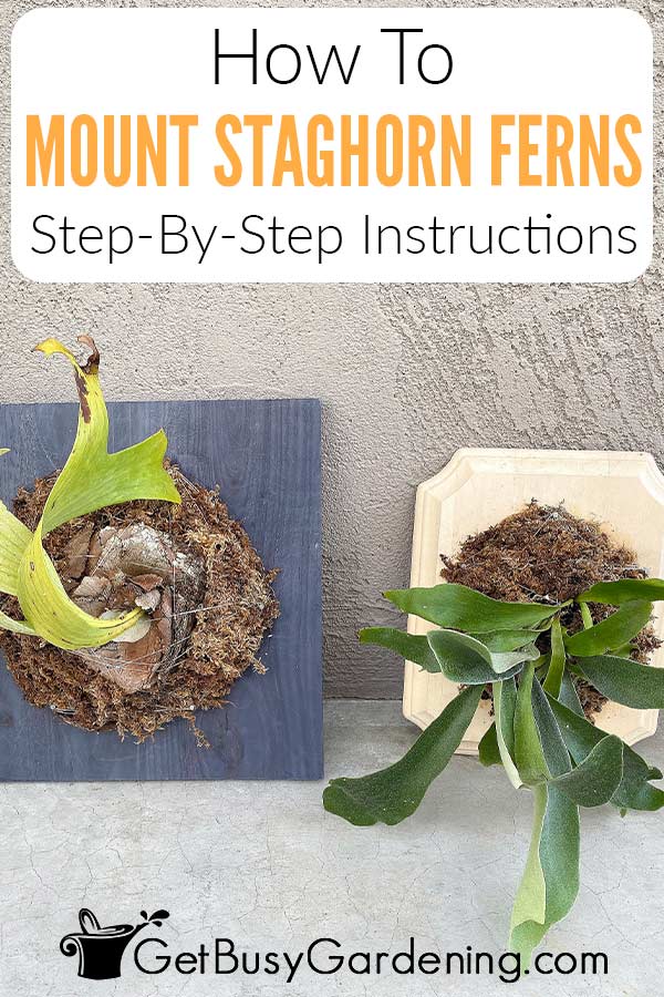 How To Mount Staghorn Ferns Step-By-Step Instructions