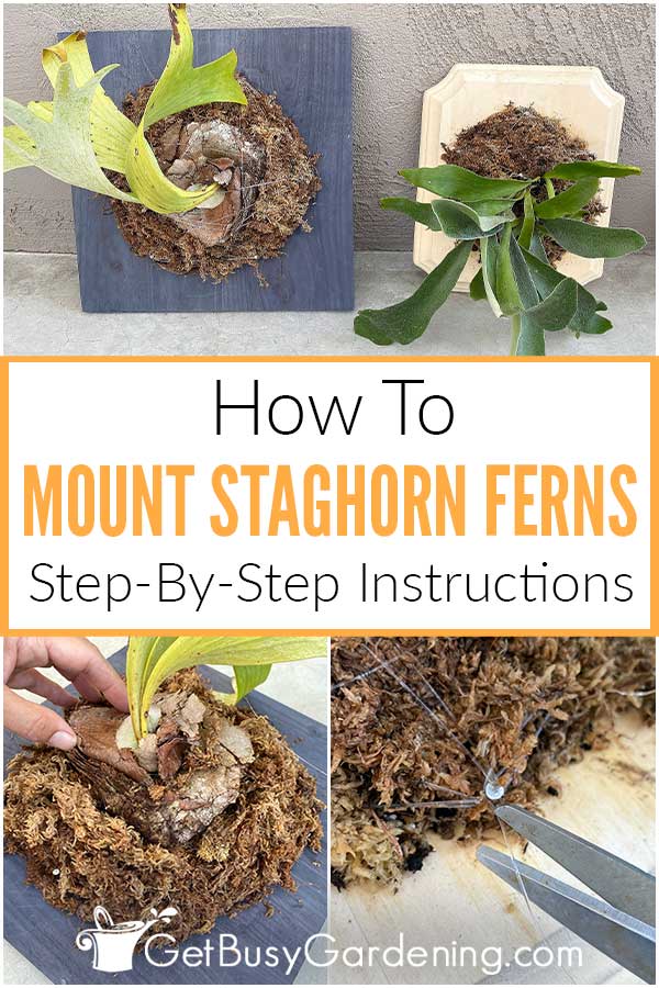 How To Mount Staghorn Ferns Step-By-Step Instructions