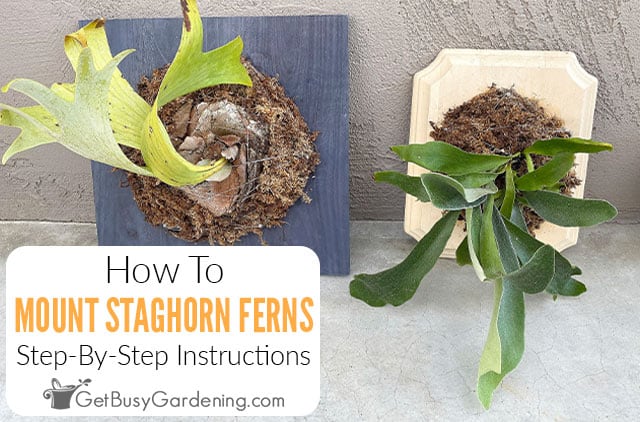 How To Mount A Staghorn Fern (Platycerium) Step By Step