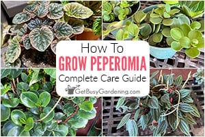 How To Care For Peperomia Plants