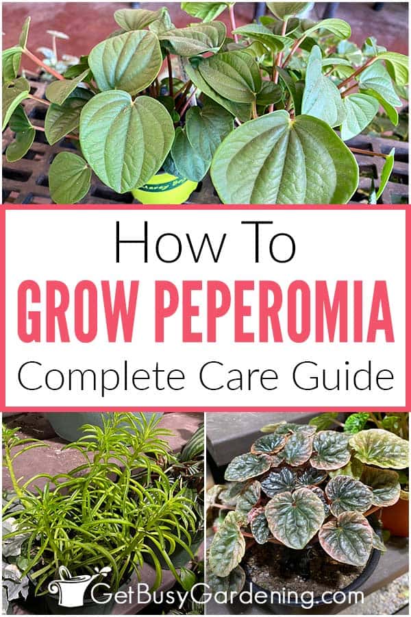 How To Grow Peperomia Complete Care Guide