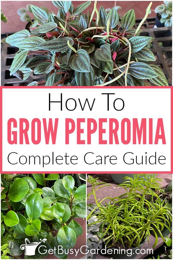 How To Grow Peperomia Complete Care Guide