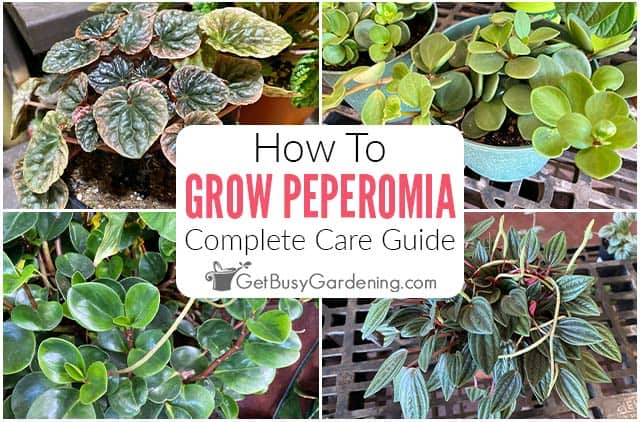 How To Care For Peperomia Plants