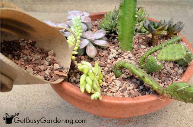 Planting container with gritty potting soil
