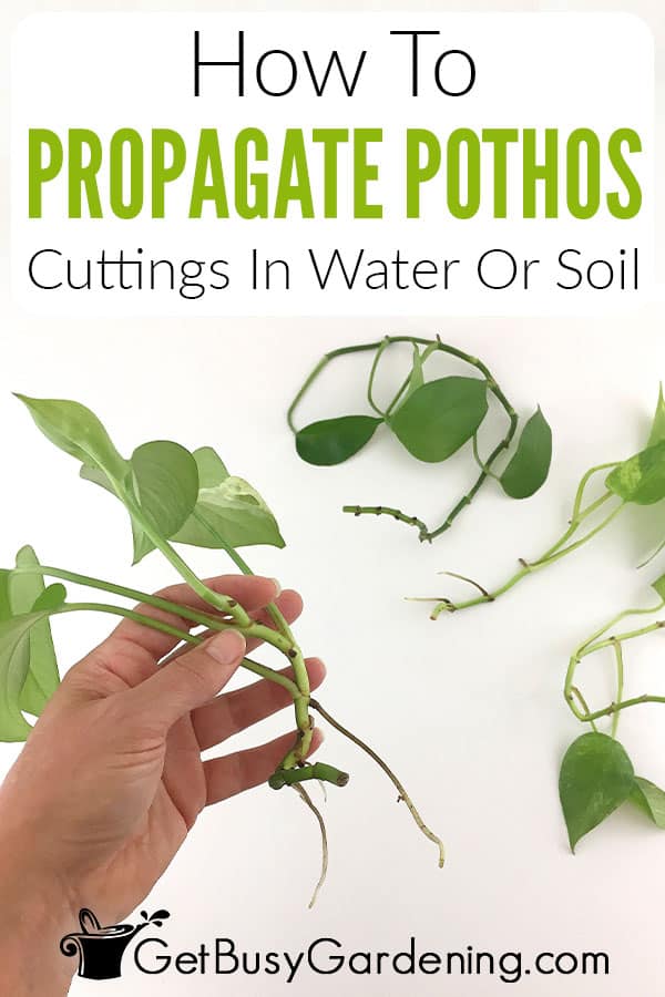 How To Propagate Pothos Cuttings In Water Or Soil