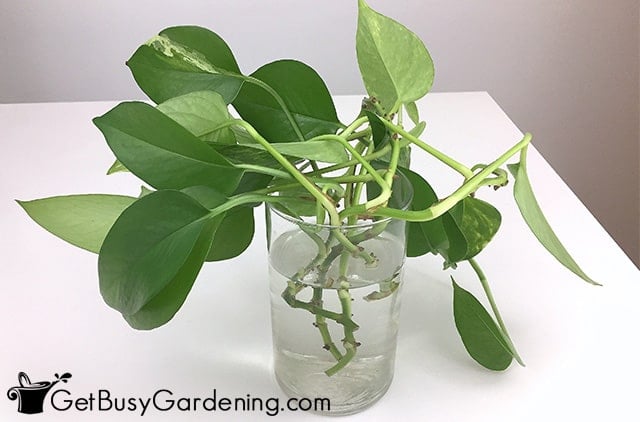 Propagating pothos in water