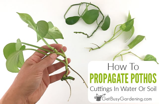 How To Propagate Pothos (Devil’s Ivy) Cuttings In Water Or Soil
