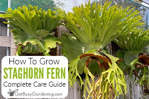 How To Care For Staghorn Fern (Platycerium bifurcatum)