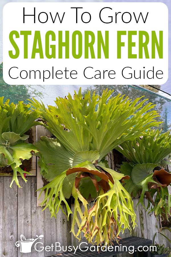 How To Grow Staghorn Fern Complete Care Guide