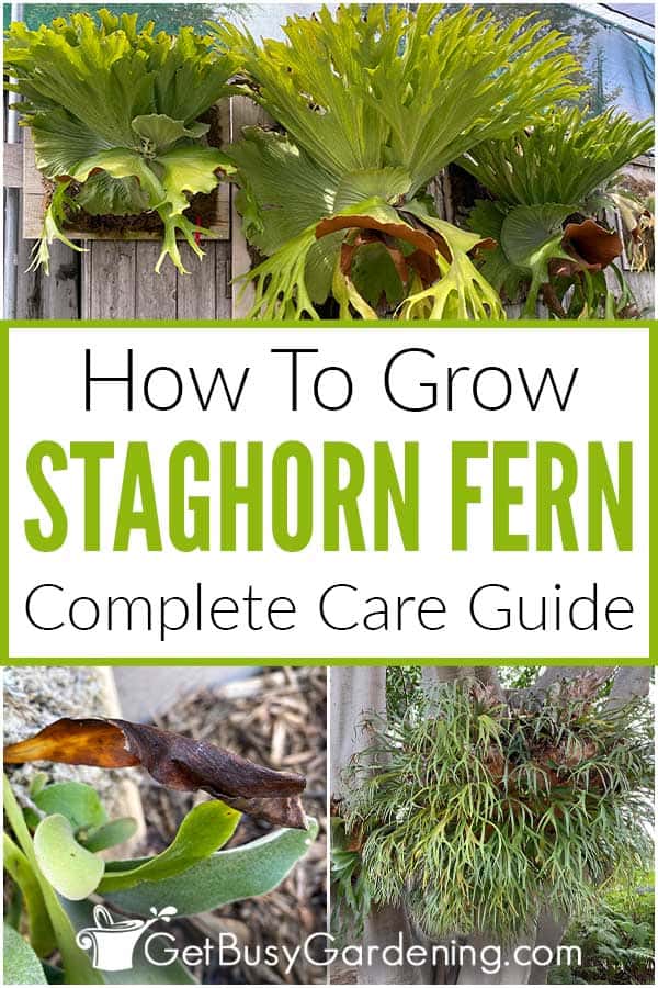 How To Grow Staghorn Fern Complete Care Guide