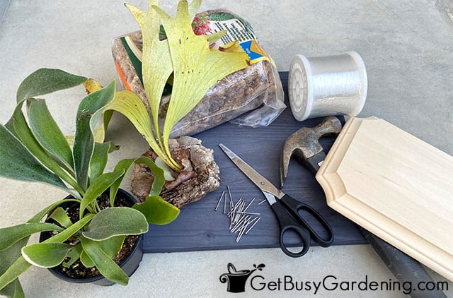Supplies needed for mounting a staghorn fern