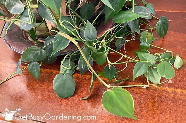 Trailing vines on a heart leaf philodendron