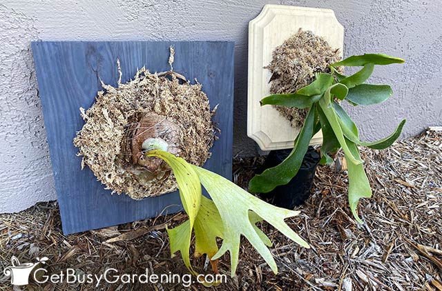 Two staghorn ferns mounted on different boards