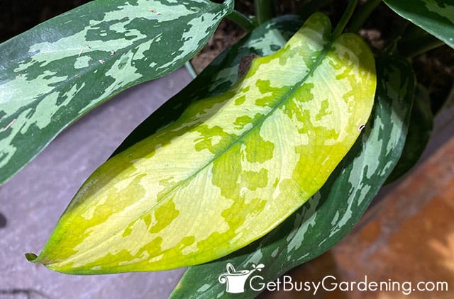Yellow Chinese evergreen leaves