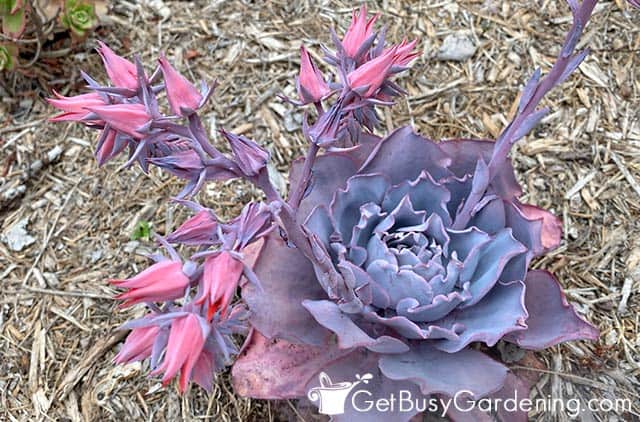 Beautiful pink flowers on an echeveria plant