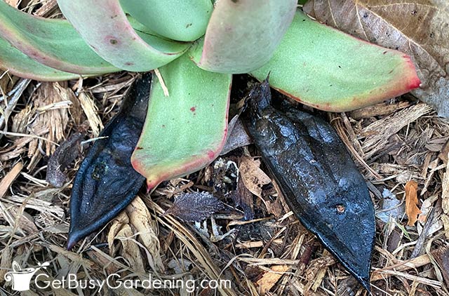 Black leaves on overwatered echeveria