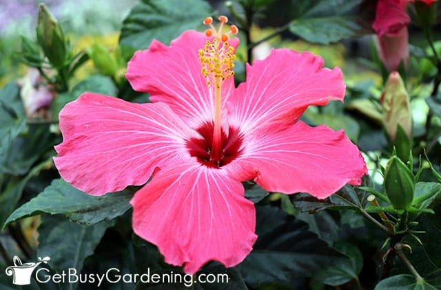 Bright pink tropical hibiscus flower
