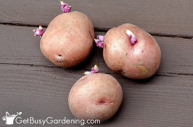 Chitting potatoes before planting