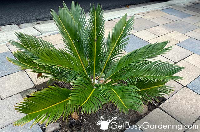 Cycas revoluta planted in the ground