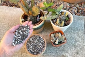 My DIY cactus potting soil