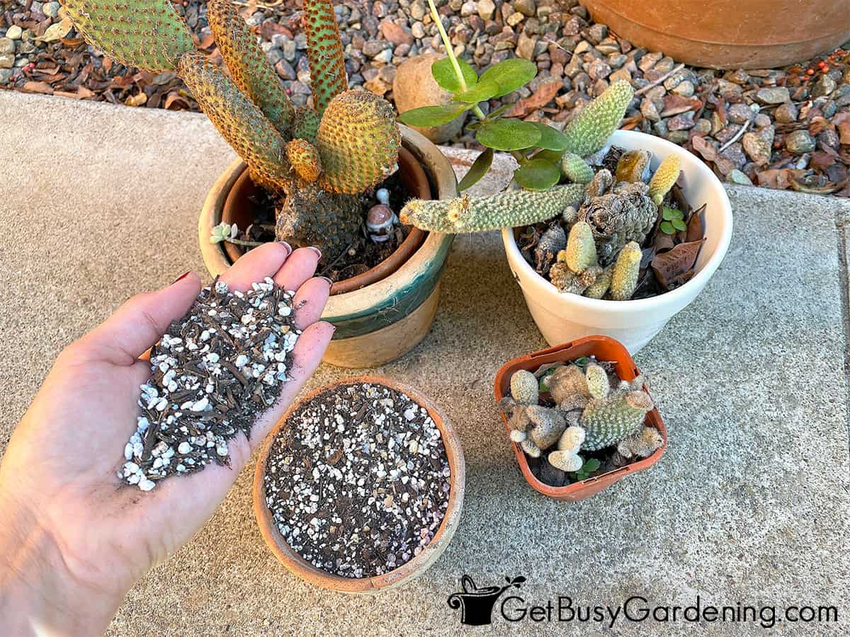 How To Make DIY Cactus Soil Mix: Cheap & Easy! - Get Busy Gardening