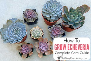 How To Grow & Care For Echeveria Plants