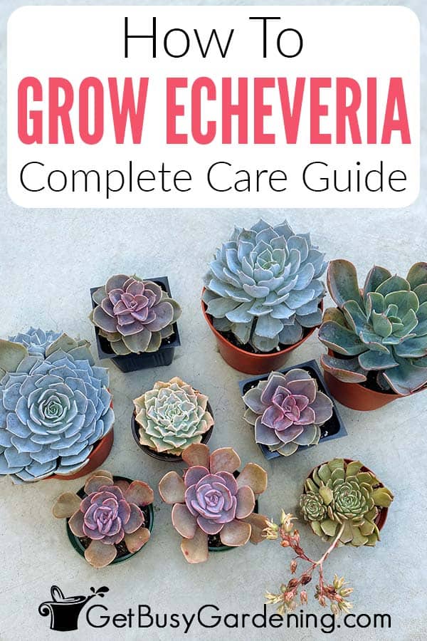 How To Grow Echeveria Complete Care Guide