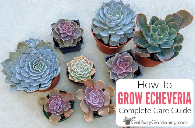 How To Grow & Care For Echeveria Plants