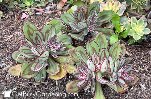 Echeveria nodulosa growing in a garden